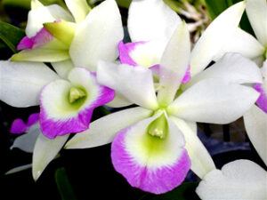 Blc. Hawaii Stars ‘Paradise’   (25 plugs)