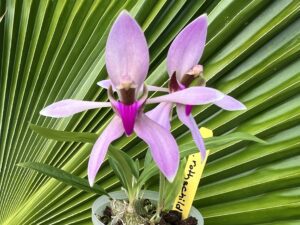 Ancistrochilus rothschildianus x self (3 inch pot)