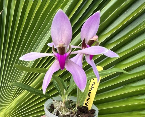 Ancistrochilus rothschildianus x self (3 inch pot)
