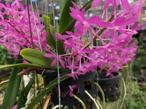 Ascf. Cherry Blossom ‘Carmela’ (3 inch clay pot)