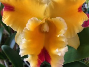 Blc. Chelsea Alward ‘Red Tips’  (Blooming Size Plant in 3 1/4 inch pot–no buds) New Batch