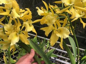 Blc. Everything Nice ‘Showtime’   3 1/4 inch pot