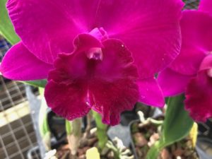 Blc. Margery Kekauoha ‘Royalty’ Blooming Size in 3 1/4 inch pot (no Buds)
