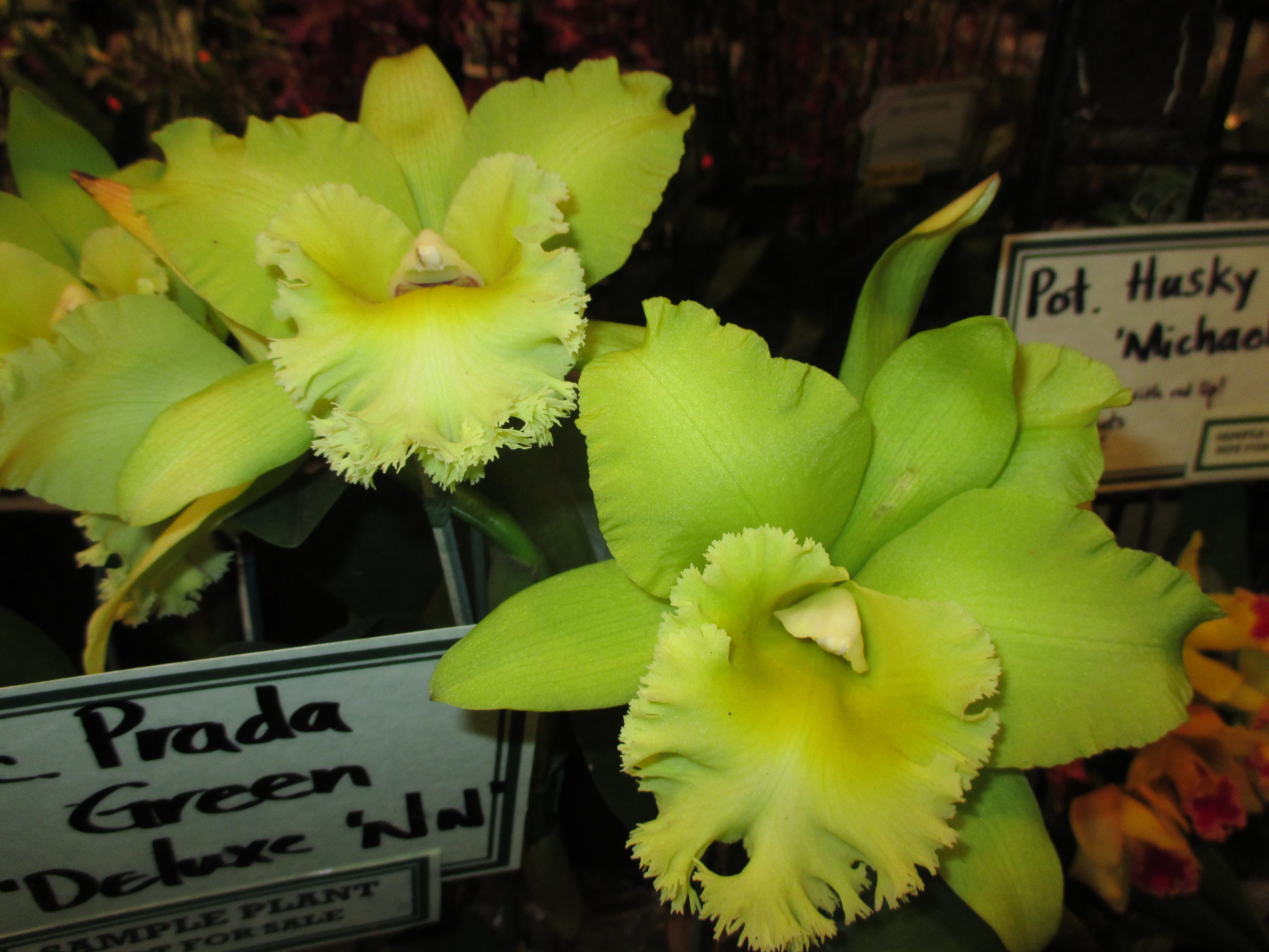 T-5146 Blc. Prada Green Deluxe 'NN' (25 plugs) - Carmela Orchids Inc