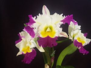 Blc. David Matsuura ‘Paradise’  New  Blooming size plant in 3 1/4 inch pot (no buds)