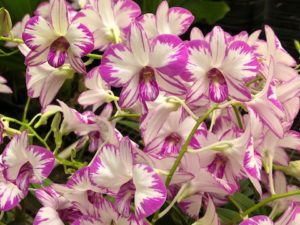 Dendrobium Enobi Purple ‘Splash’ Spiking plant in 3 1/4 inch pot