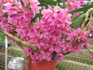 Den. Hibiki   3 1/4 inch pot (no blooms) This is not a clone