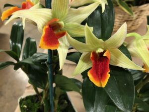 Den. Jiaho Delight (This is not a clone, but a hybrid cross) 3 1/4 inch pot