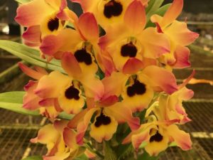 Den. Oriental Smile ‘Butterfly’  (Nobile Dendrobium with buds–4 inch pot)