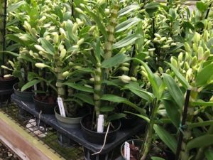 Dendrobium Nobile 2022 Offer (budded plants)