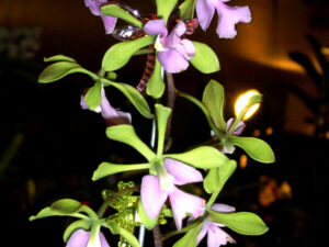 Epy. Serena O’Neill ‘Volcano Queen’