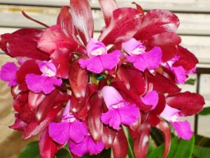 Lc. Maui Plum ‘Volcano Queen’  