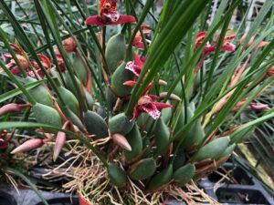 Maxillaria Maui Coconut  (Very Large Plant in 3 inch pot—budded and flower)