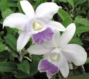 T 4941 Lc Mini Purple Coerulea Shimanai Carmela Orchids Inc