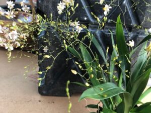 Onc. Tsiku Marguerite  (multi-spiking plant in 3 1/4 inch pot)