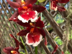 Carmela Orchids - Come and enjoy our orchids