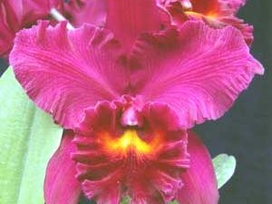 Special Thanksgiving Offer 2025