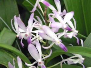 Vandachostylis Lou Sneary (V. falcata x Rhy. coelestis) 3 inch pot