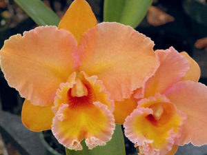 T-4803 Pot. Marlene Lunquist ‘Orange Delight’  2 1/2 inch pot….(cannot be used in specials)