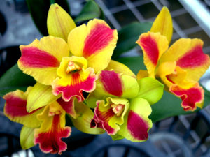 Pot. Burana Beauty ‘Burana’ 3 1/4 inch pot (budded)