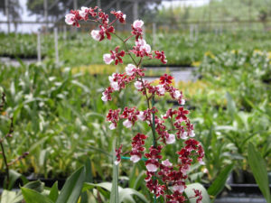 Onc. Sharry Baby ‘Sweet Fragrance’  Large plant in 3 1/4 inch pot…(no spikes)