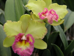 Rlc. Young Kong ‘Sun #16’   (5 inch pot)