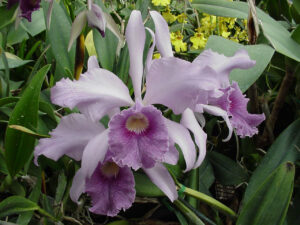 C. canhamiana ‘Azure Skies’   5 inch pot 1 year to bloom