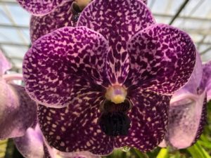 Vanda Wirat x Gordon Dillon  Large Blooming Size Plant in 4 inch basket (no spikes)