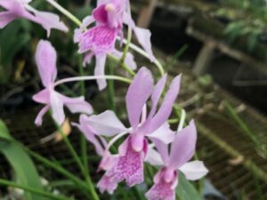 V. falcata x Papillionanthe hookeriana (Blooming Size in 3 inch pot–no spikes)