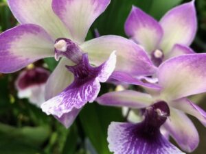 Zygonisia Cynosure ‘Blue Birds’   3 1/4 inch pot –Budded