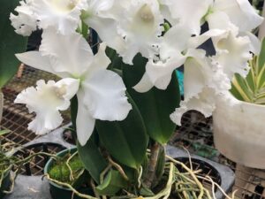 C. White Reception ‘NN’  Budded plants