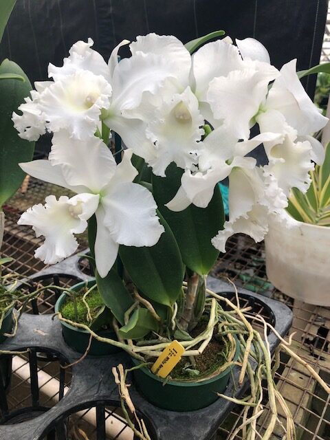C. White Reception 'NN' Budded plants