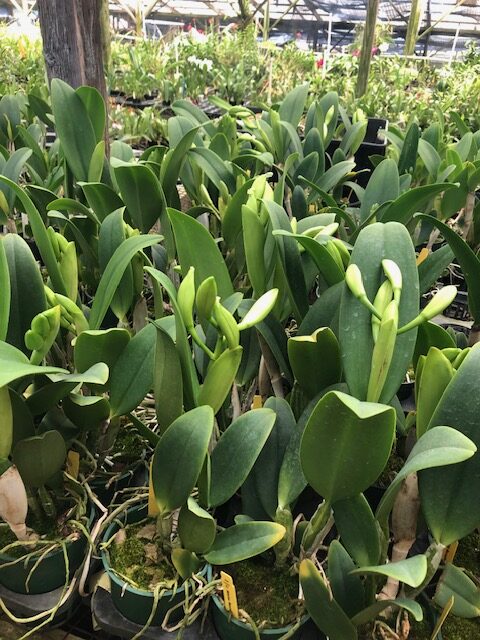C. White Reception 'NN' Budded plants - Image 2