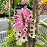 Den. smilliae  (3 1/4 inch pot) –not a clone