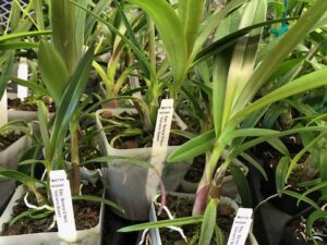 Epy. Serena O’Neill ‘Volcano Queen’