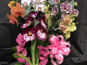Phalaenopsis Basket (4-5 plants in a basket) Shipping Included