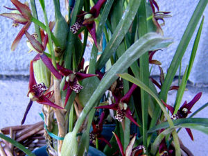 Maxillaria tenuifolia (reddish brown)