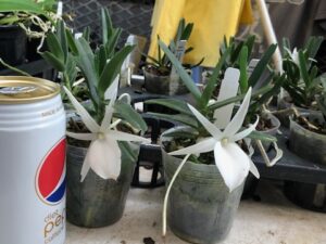 Angraecum didieri  (blooming size plants in 2 1/2 inch pot–no buds)