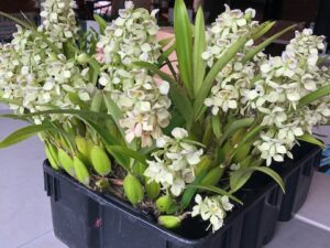 Enc. radiata  Blooming Size in 3 1/4 inch pot (no buds)