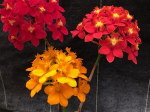 Assorted Epidendrum Bareroot Special