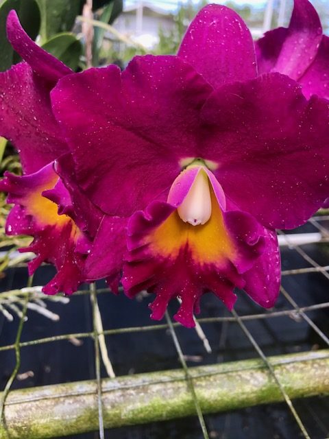 Cao17 Pot Jerry Rehfield Paradise Fuschia 2 1 2 Inch Pot Carmela Orchids Inc