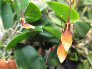Restrepia striata  Blooming Size plant in 4 inch baskets