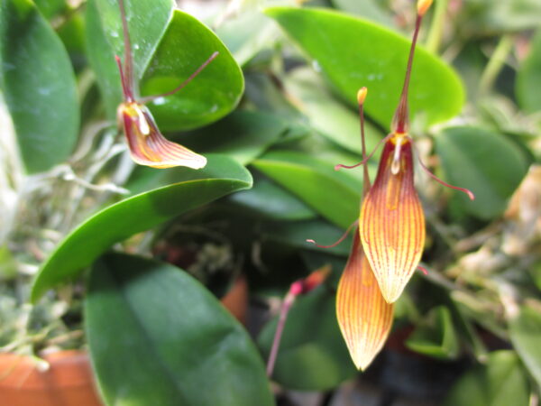 Restrepia striata  Blooming Size plant in 4 inch baskets - Image 2