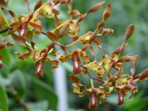 Den. Rambo  2 1/2 inch pot (2 years to bloom)