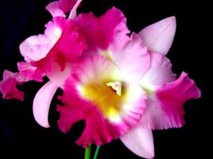 T-5111 Otaara Hwa Yuan Bay ‘She Shu’   2 1/2 inch pot