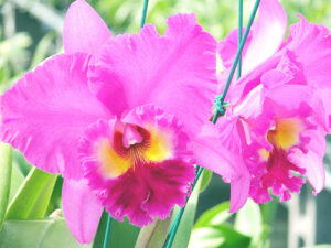 Blc. Ronald’s Canyon ‘Kokohead’  (25 plugs)