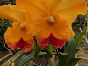 Rlc. Yasuji Takasaki ‘Hawaii’  (Near Blooming Size plant in 3 1/4 inch pot)