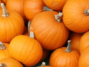New Halloween Florida Special