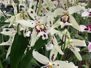 Alcra. Snowblind ‘Sweet Spots’ 3 1/4 inch pot (Spiking with buds)