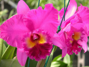 Blc. Ronald’s Canyon ‘Kokohead’ 2 1/2 inch pot